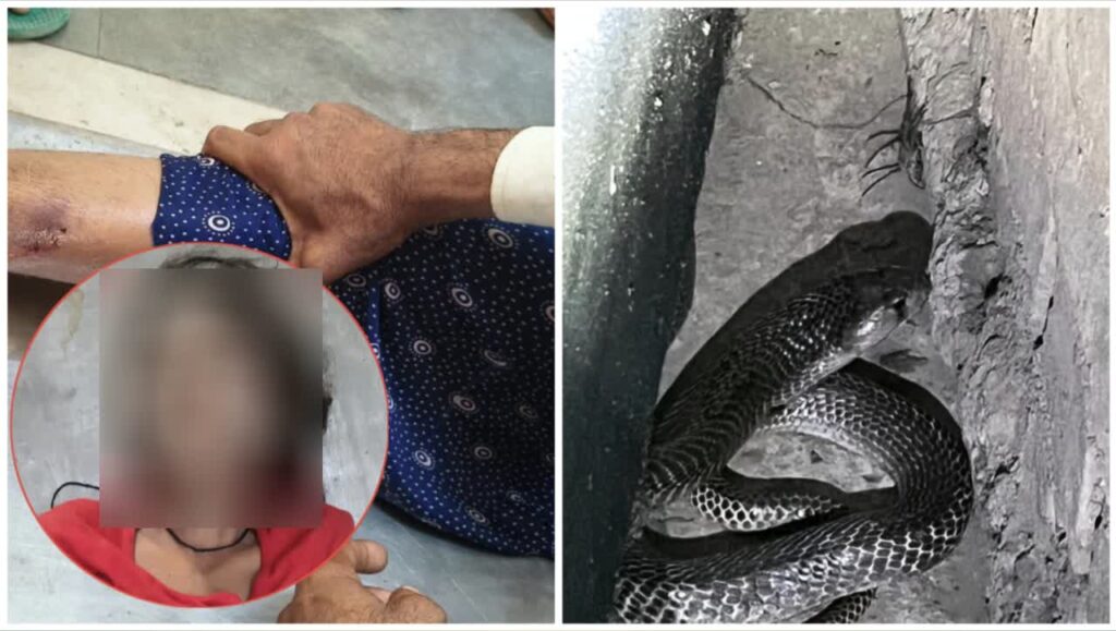 Snake Attack : एक डस ने बुझा दी जिंदगी, सांप के काटने से 13 साल की बच्ची की मौत,