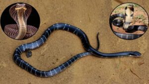 Snakebite in sleep : दो सगी बहनों को सांप ने काटा, छोटी बहन की मौत, बड़ी बहन अस्पताल में भर्ती, 