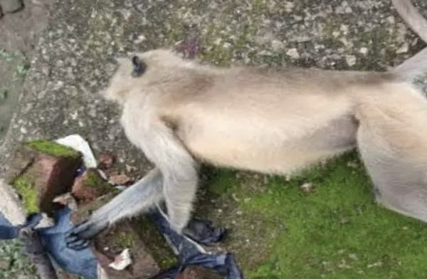 Animal cruelty : बंदर की निर्मम हत्या, शरीर में मिली एयर गन की गोलियां, वन्य प्रेमियों में आक्रोश, 