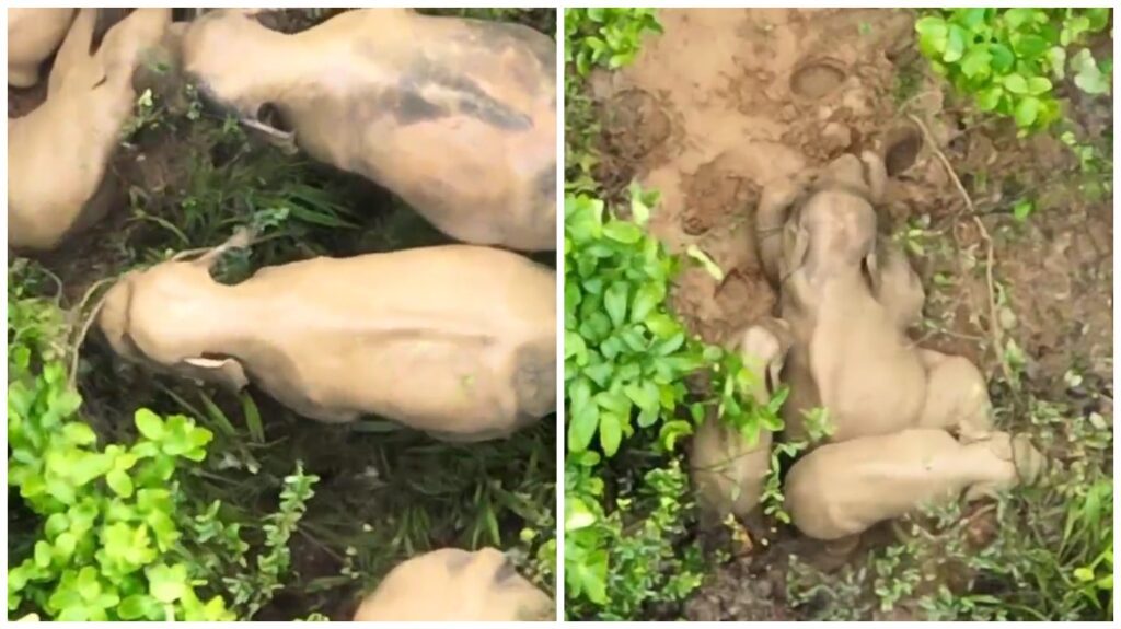 Elephant Playtime : जंगल की अनोखी तस्वीर: कीचड़ में मस्ती करता हाथी का शावक, वीडियो वायरल...