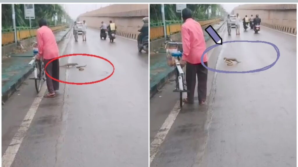 Snake vs Mongoose : देखिए Live वीडियो : बीच सड़क पर जंगल वाला रोमांच... 