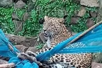 Leopard enters farm : किसान की बाड़ी में घुसा तेंदुआ, गांव में मचा हड़कंप! वन विभाग की टीम मौके पर..