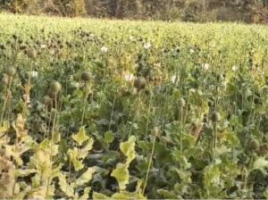 बलरामपुर त्रिपुरी के सरनाटोली गांव में मिली अफीम की फसल।
